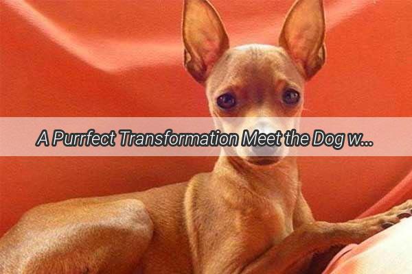 A Purrfect Transformation Meet the Dog with the Stunning New Look After a Major Fur Overhaul